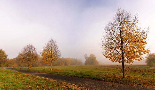 Color Outdoor Autumnal Nature Image Foggy Rural Countryside Golden Foliage — Stock Photo, Image