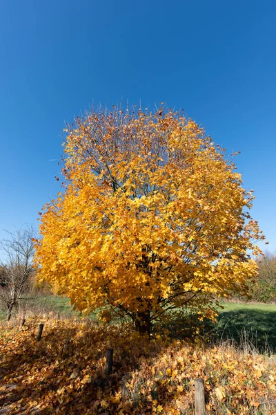 Helle Farbe Freien Herbst Naturfoto Auf Einem Hellen Sonnigen Goldenen — Stockfoto