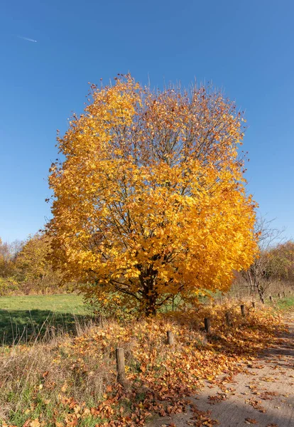 Helle Farbe Freien Herbst Naturfoto Auf Einem Hellen Sonnigen Goldenen — Stockfoto