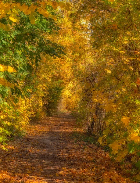 Естественный Яркий Цвет Наружного Осеннего Изображения Полой Дорожки Желтыми Оранжевыми — стоковое фото