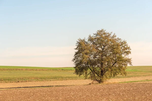 목가적인 화려한 이미지 중간에 단풍으로 하나의 나무의가 — 스톡 사진