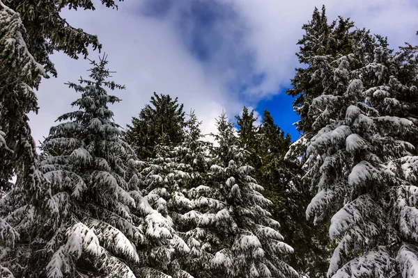 Зимняя Открытая Природа Живописное Изображение Цвета Сделанное Лесу Тяжелым Снегом — стоковое фото