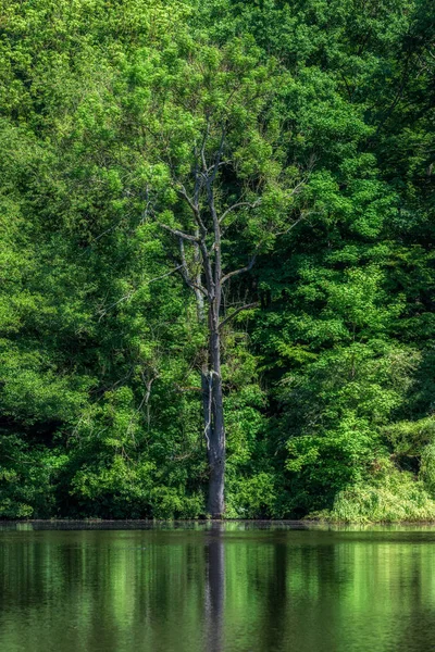 Malerische Farbe Outdoor Landschaft Bild Von Grünen Bäumen Einem Seeufer — Stockfoto