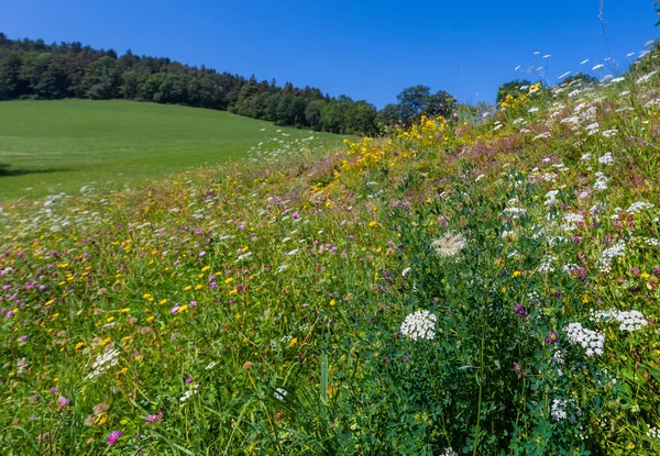 Kleur Buiten Natuur Close Van Wilde Wortel Wilde Peen Andere — Stockfoto