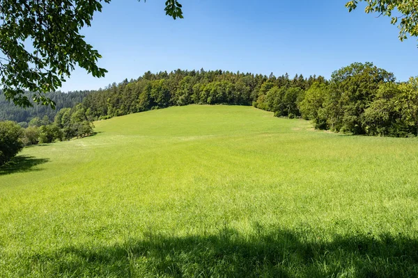 フィールド 牧草地 や木の枝に囲まれた澄んだ青い明るい晴れた空の下で森とのどかな夏の屋外風景を色します — ストック写真