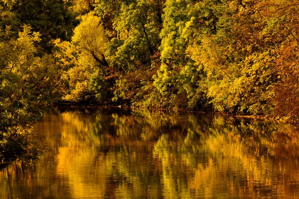 Cores Outono Cênicas Amarelo Folhas Árvore Verde Marrom Refletindo Sobre — Fotografia de Stock