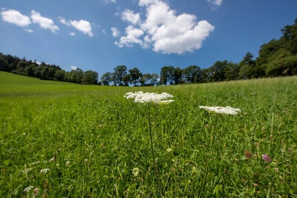 つの緑白い野生のニンジンの色屋外の自然をクローズ アップ ニンジン参花自然いくつか日当たりの良い夏の日 青い空 丘陵風景の背景がぼやけて雲 — ストック写真