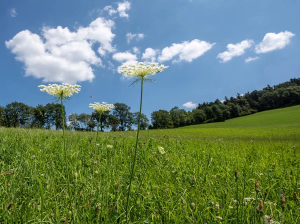 Kleur Buiten Natuur Close Van Drie Groene Witte Wilde Wortel — Stockfoto