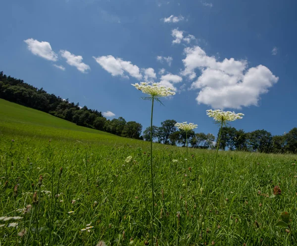 つの緑白い野生のニンジンの色屋外の自然をクローズ アップ ニンジン参花自然いくつか日当たりの良い夏の日 青い空 丘陵風景の背景がぼやけて雲 — ストック写真