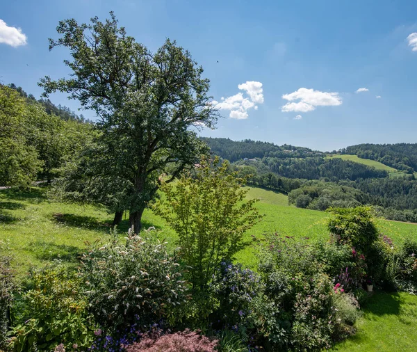 Kleur Buiten Landelijke Idyllische Lichte Zomer Landschap Gezien Struiken Van — Stockfoto