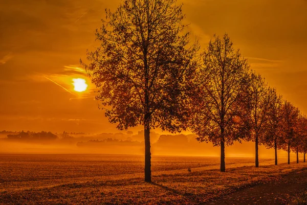 Fine Art Epic Golden Scenic Glorious Autumn Sunrise Alley Fall — Stock Photo, Image