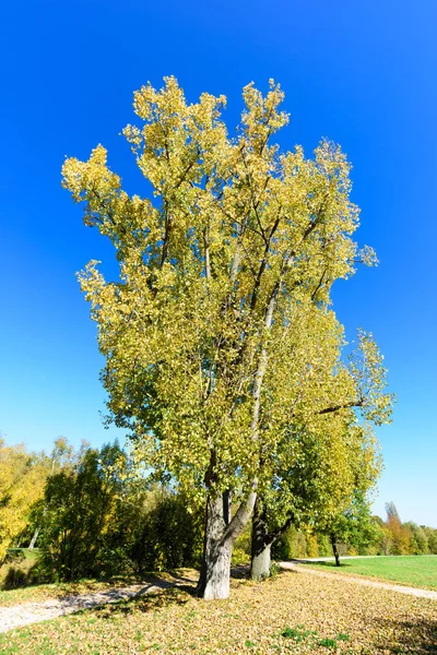 Helle Farbe Freien Idyllische Herbst Landschaft Foto Aufgenommen Einem Sonnigen — Stockfoto