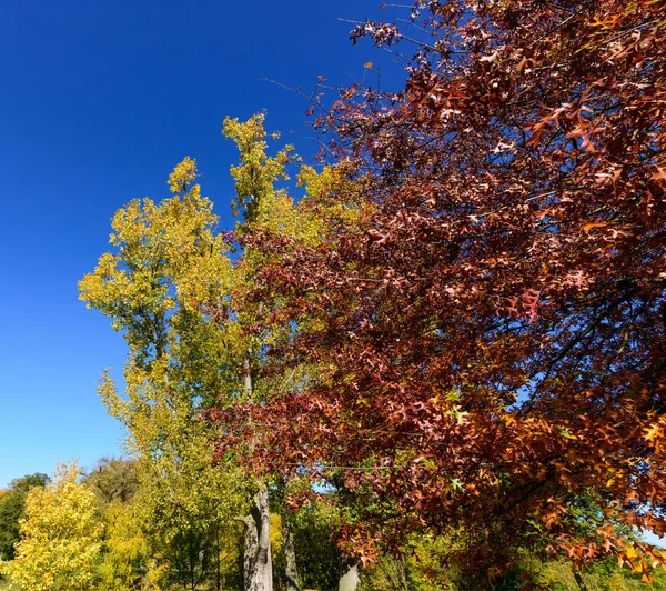 Helle Farbe Freien Herbst Natürliche Landschaft Foto Aufgenommen Einem Sonnigen — Stockfoto