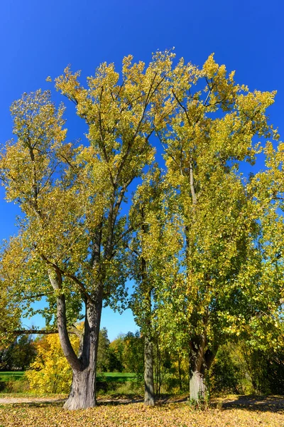 Helle Farbe Freien Herbst Idyllische Landschaft Foto Aufgenommen Einem Sonnigen — Stockfoto