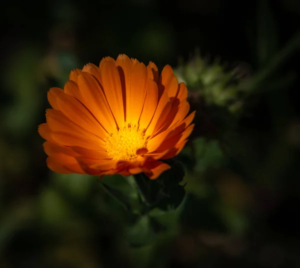 Натуральний Квітковий Яскравий Колір Відкритому Повітрі Макрос Жовтого Апельсинового Горщика — стокове фото
