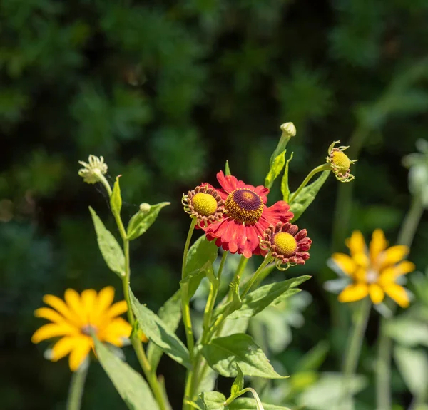 Naturliga Blommor Färgglada Utomhus Makro Stam Gul Röd Helenium Bruden — Stockfoto