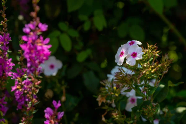 Natural Color Outdoor Image White Pink Phlox Blossoms Purple Loosestrife — Stock Photo, Image