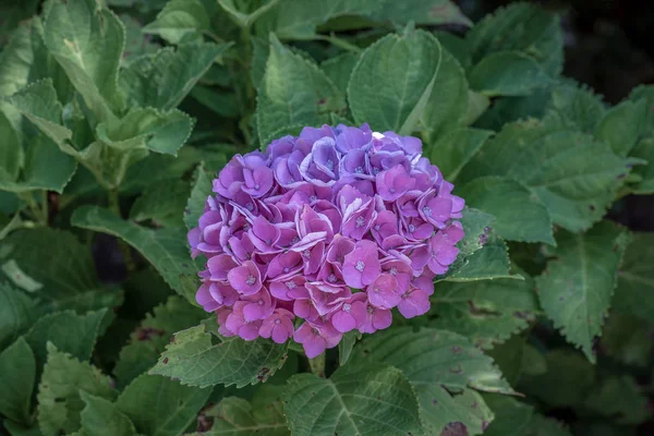 Color outdoor floral macro of a single flowering violet pink hydrangea  / hortensia blossom with petals and pedicels, taken on a sunny summer day with natural background in the shadow