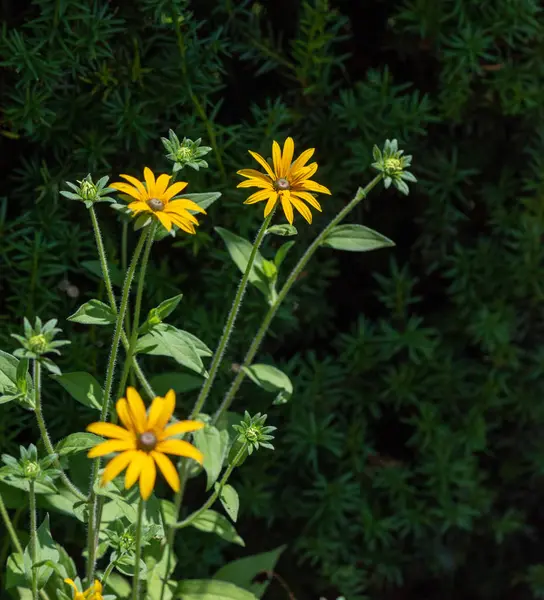 Macro Image Florale Plein Air Colorée Buisson Fleurs Conifère Jaune — Photo