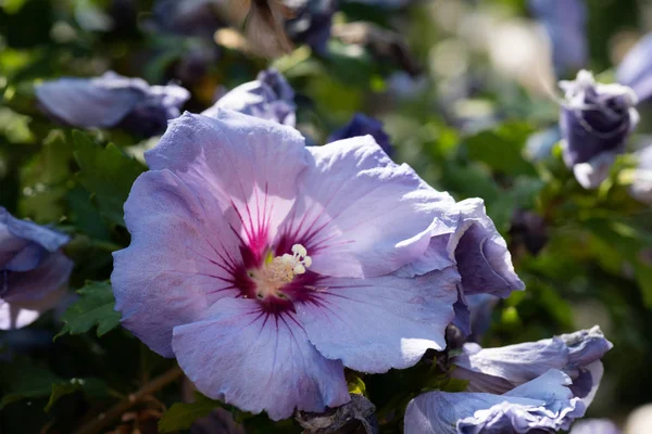 Цвет Наружного Натурального Цветка Крупным Планом Изображение Одного Фиолетового Фиолетового — стоковое фото