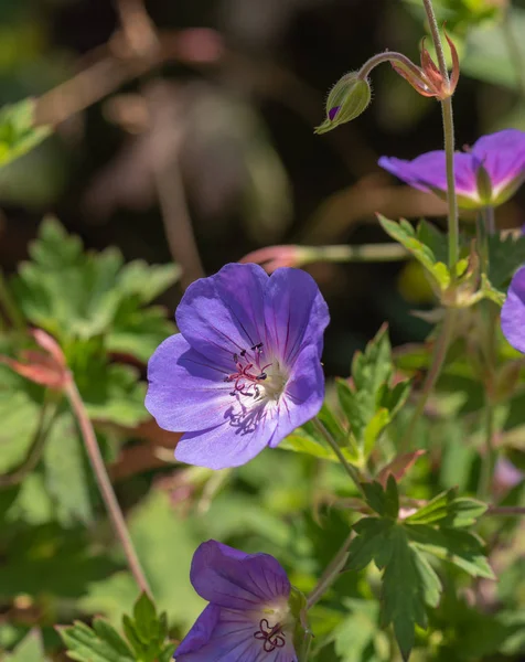 Színes Szabadtéri Virágos Kép Egyetlen Elszigetelt Tárva Nyitva Lila Kék — Stock Fotó