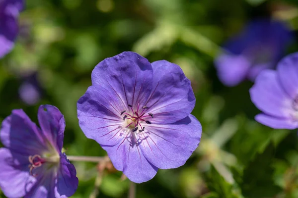 단일의 이미지 벌리고 바이올렛 제라늄 Cranesbill 흐리게에 화창한 — 스톡 사진