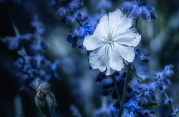 Cor Surrealista Macro Livre Amplo Campo Flores Branco Aberto Coroa — Fotografia de Stock