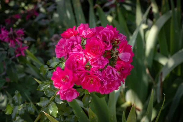 Цветы Открытом Воздухе Цветок Изображения Кучу Красных Цветущих Роз Кустах — стоковое фото