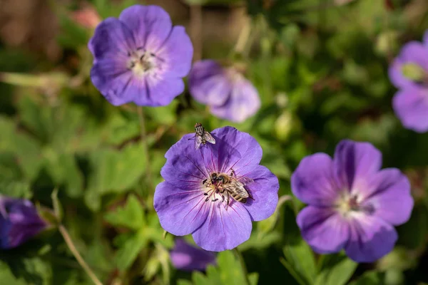 바이올렛 제라늄의 이미지 흐리게에 파리와 Cranesbill 화창한 — 스톡 사진