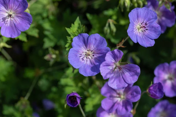 Színes Szabadtéri Virágos Kép Egy Csomó Tárva Nyitva Lila Kék — Stock Fotó