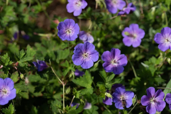 Color Outdoor Floral Image Shrub Wide Open Violet Blue Geranium — Stock Photo, Image