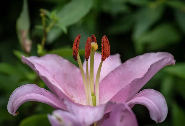 Outdoor floral color macro of a single isolated pink lily blossom on natural blurred green background