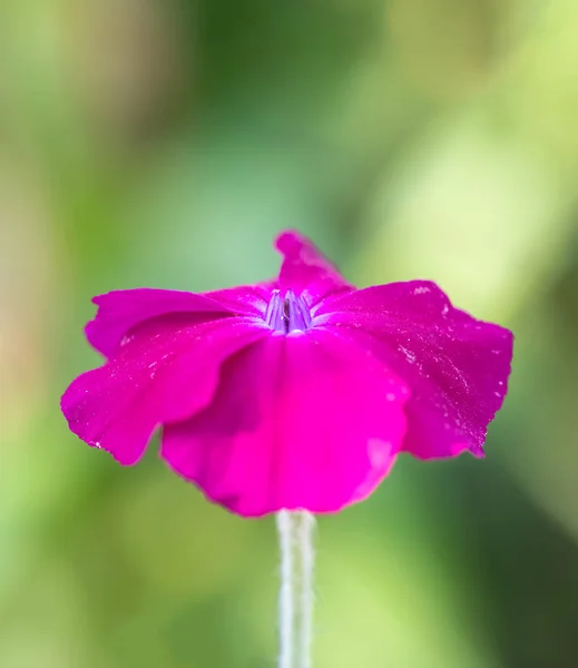 Impressionistic Color Outdoor Macro Wide Open Pink Blooming Crown Campion — Stock Photo, Image