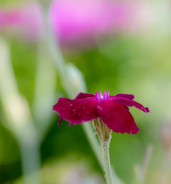 Impresionista Macro Color Aire Libre Amplio Campion Corona Roja Púrpura —  Fotos de Stock