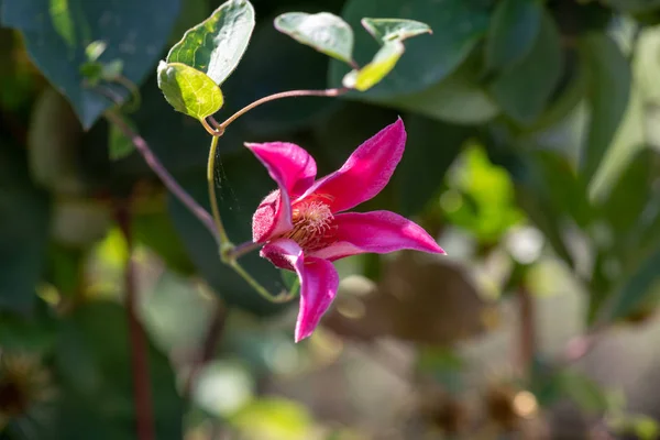 Outdoor floral color macro of a single isolated sunlit pink white clematis blossom on natural blurred green background on a sunny summer day