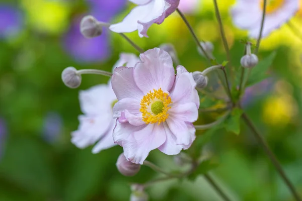 Colore Pastello All Aperto Floreale Impressionistica Immagine Fiore Anemone Rosa — Foto Stock