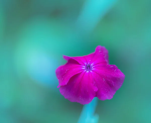 Impresionante Macro Color Aire Libre Amplio Campion Rosa Púrpura Corona —  Fotos de Stock