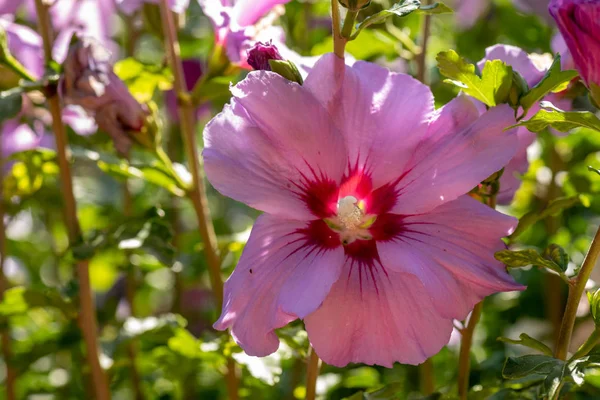 Цвет Наружного Натурального Цветка Крупным Планом Изображение Розового Красного Цветка — стоковое фото