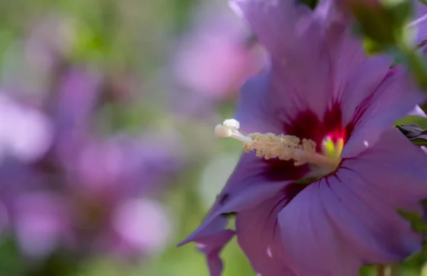 Bright Outdoor Impressionistic Floral Close Image Single Pink Purple Hibiscus — Stock Photo, Image