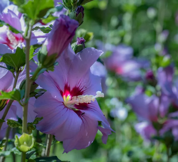 Цвет Наружного Натурального Цветка Крупным Планом Изображение Синего Фиолетового Цветка — стоковое фото