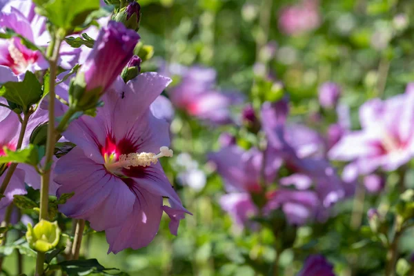 Яркий Открытый Природный Цветок Крупным Планом Изображение Одного Широкого Открытого — стоковое фото