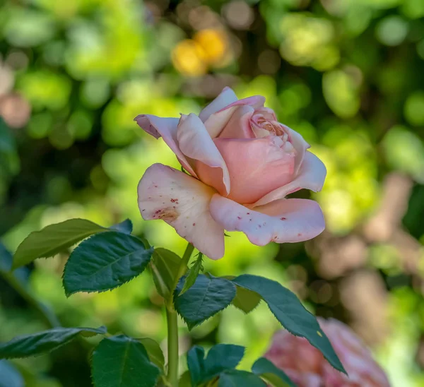 แมโครดอกไม กลางแจ งของดอกก หลาบส ชมพ โดดเด ยวเด ดอกไม บนพ นหล — ภาพถ่ายสต็อก