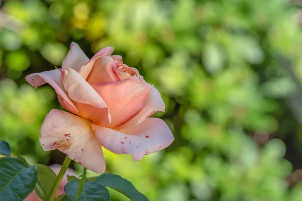 Couleur Macro Florale Extérieure Une Seule Fleur Rose Isolée Sur — Photo