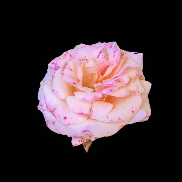 Pastel Colol Fine Art Stilleven Floral Macro Van Een Veroudering — Stockfoto