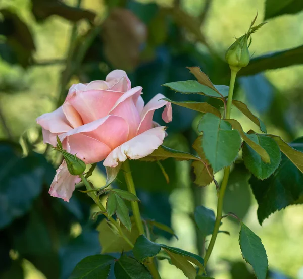 Kleur Buiten Floral Macro Van Een Enkele Geïsoleerde Roze Roze — Stockfoto