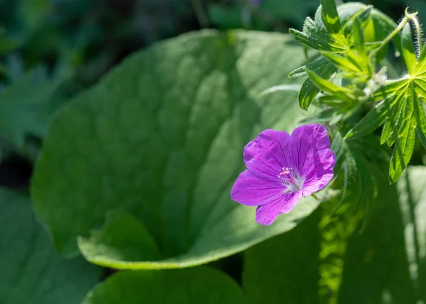 단일의 이미지 벌리고 보라색 제라늄 배경에 Cranesbill 화창한 — 스톡 사진