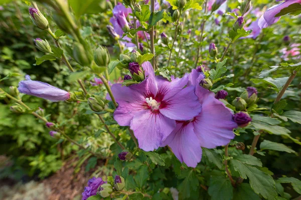 Яркий Открытый Природный Цветок Крупным Планом Изображение Одного Розового Фиолетового — стоковое фото