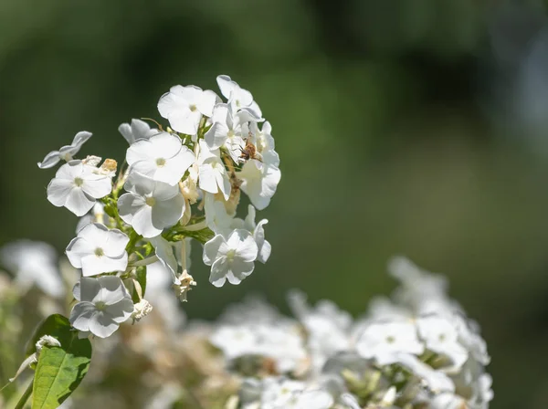 Колір Зовнішнього Зображення Природи Бджоли Сидить Купі Скупченні Білих Квіток — стокове фото