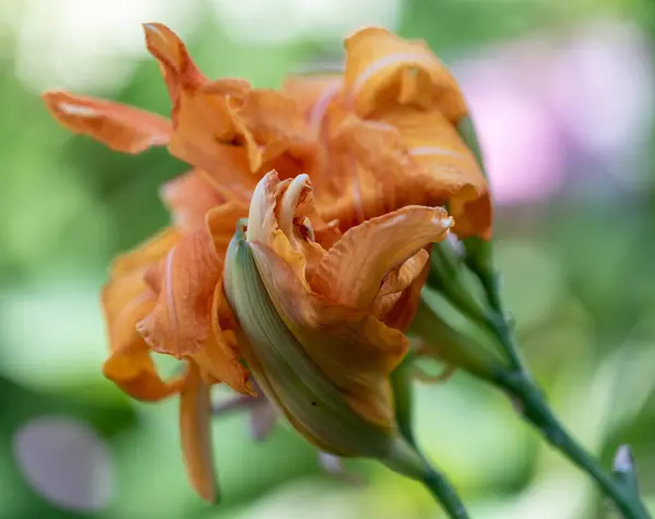 Color Outdoor Close Macro Image Isolated Orange Daylily Blossoms Natural — Stock Photo, Image