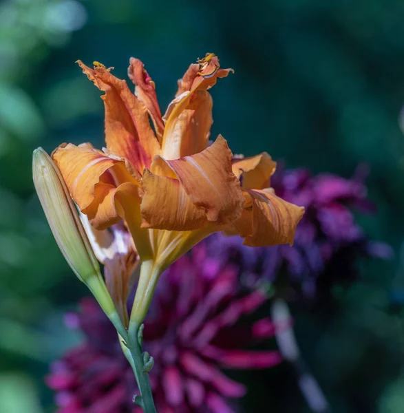 Färg Utomhus Närbild Makro Bild Isolerade Orange Daglilja Blommar Naturliga — Stockfoto